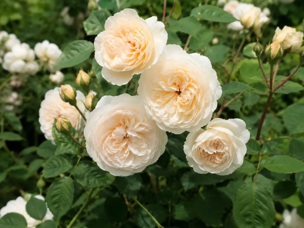 Rosa Lichfield Angel - Online Flower Garden Rosa'Lichfield Angel' or Rosa 'Ausrelate'