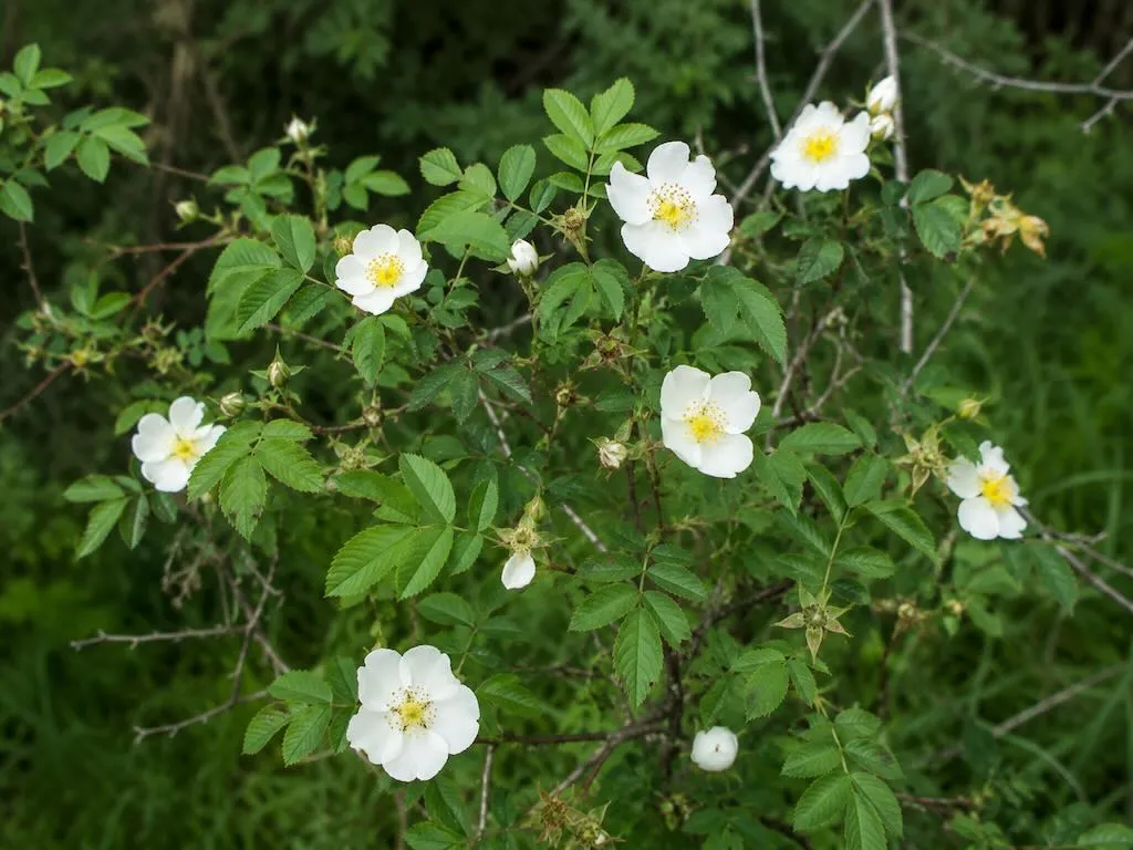Rosa arvensis or Briar Rose