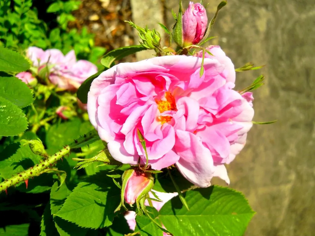 Rosa damascena or Damask Rose