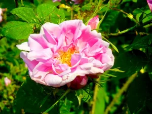 Rosa damascena or Damask Rose