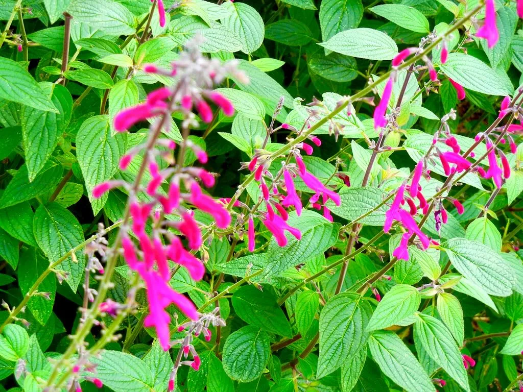Salvia curviflora