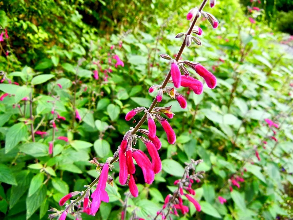 Salvia curviflora