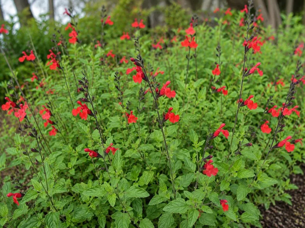 Salvia microphylla'Kew Red'