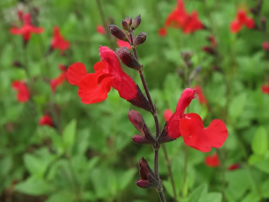 Salvia microphylla 'Kew Red'