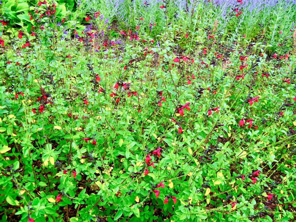 Salvia microphylla Maroon-1 - Online Flower Garden Salvia microphylla'Maroon'