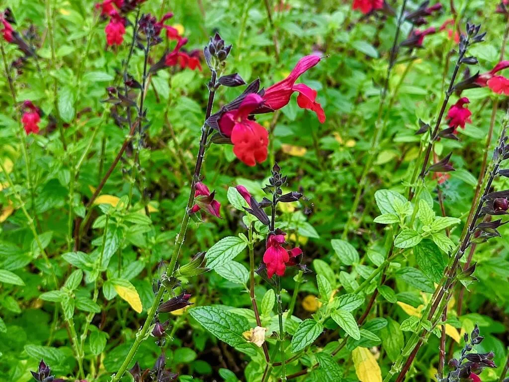 Salvia microphylla Maroon - Online Flower Garden Salvia microphylla 'Maroon'