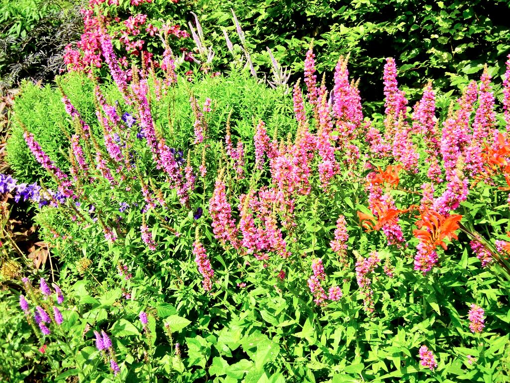 Salvia nemorosa Pink Friesland-1 - Online Flower Garden Salvia nemorosa'Pink Friesland'