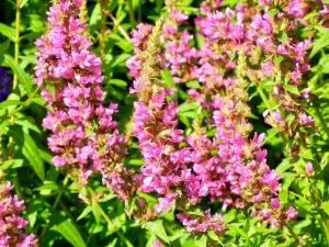 Salvia nemorosa 'Pink Friesland'