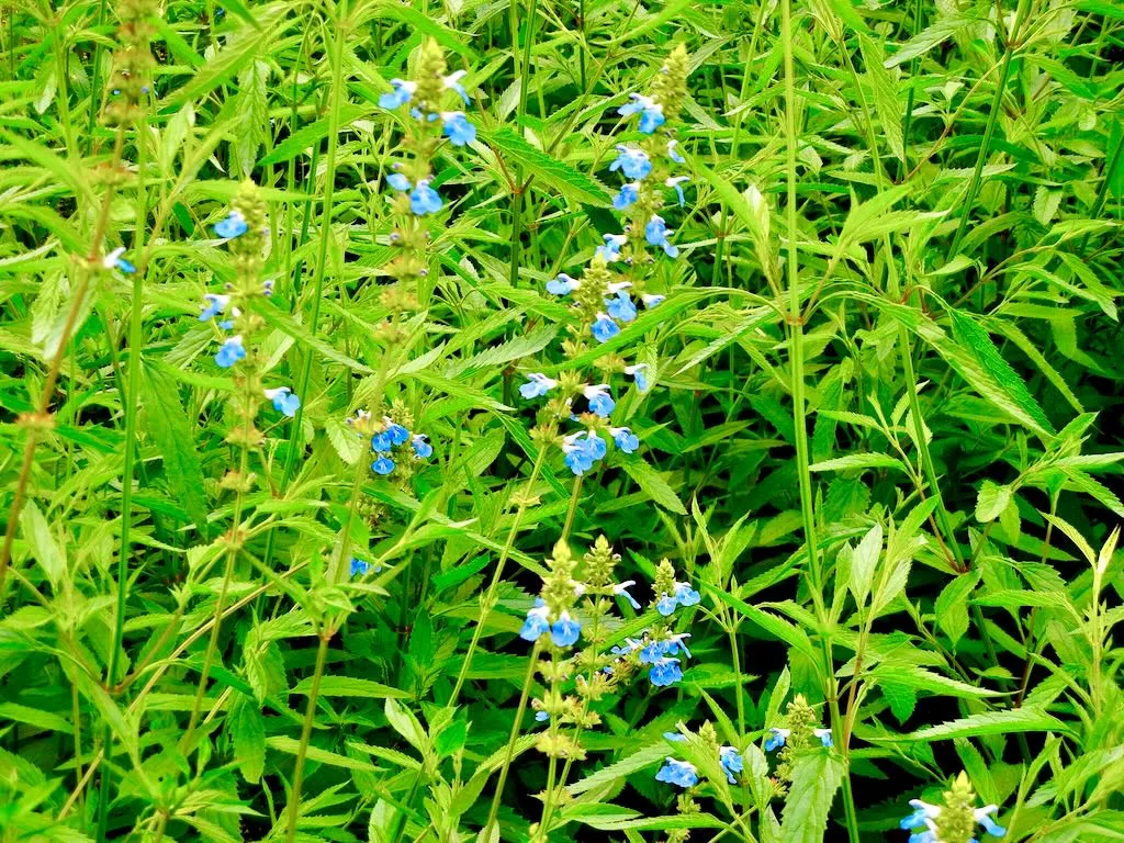 Salvia uliginosa-1 - Online Flower Garden Salvia uliginosa