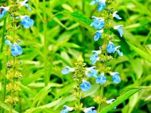 Salvia uliginosa