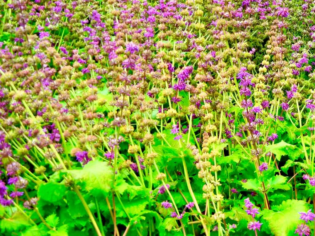 Salvia verticillata Purple Rain-1 - Online Flower Garden Salvia verticillata'Purple Rain'