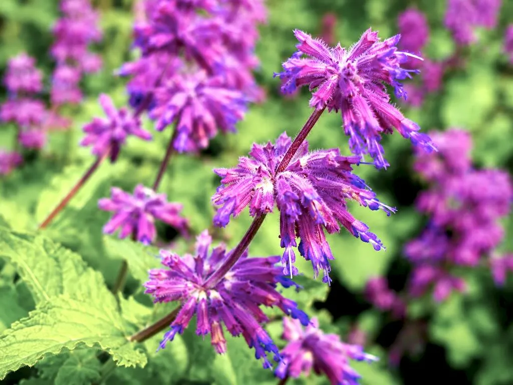 Salvia verticillata Purple Rain-2 - Online Flower Garden Salvia verticillata 'Purple Rain'