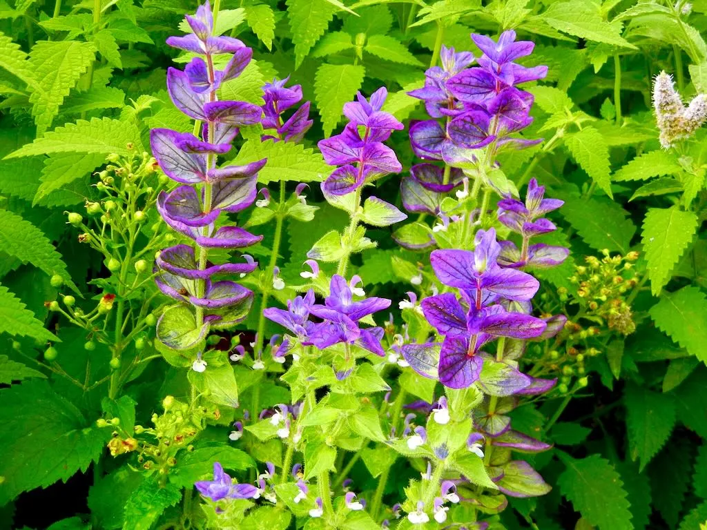 Salvia viridis'Marble Arch Blue'