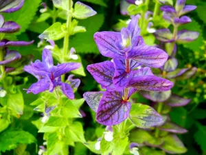 Salvia viridis 'Marble Arch Blue'