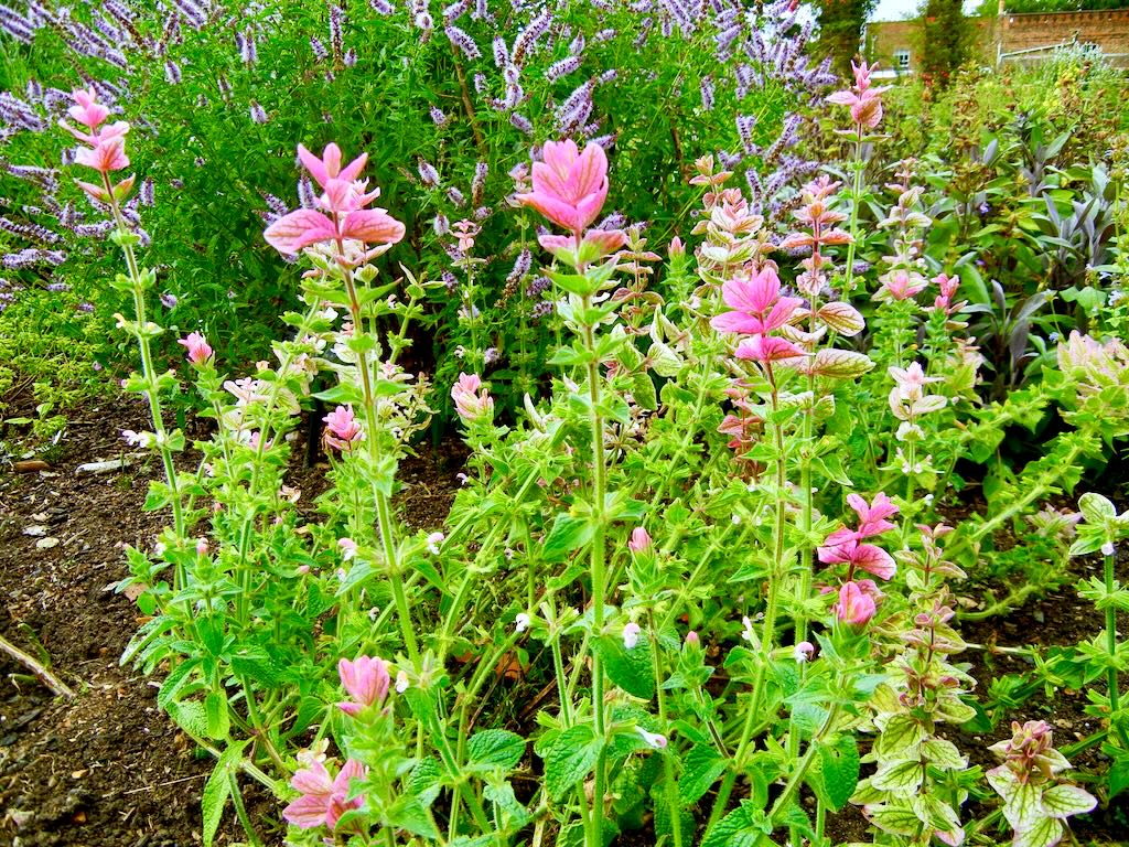 Salvia viridis Pink-1 - Online Flower Garden Salvia viridis'Pink'