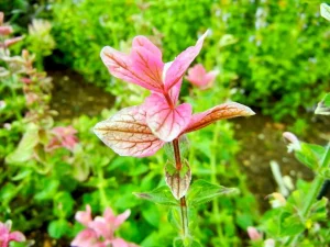 Salvia viridis 'Pink'