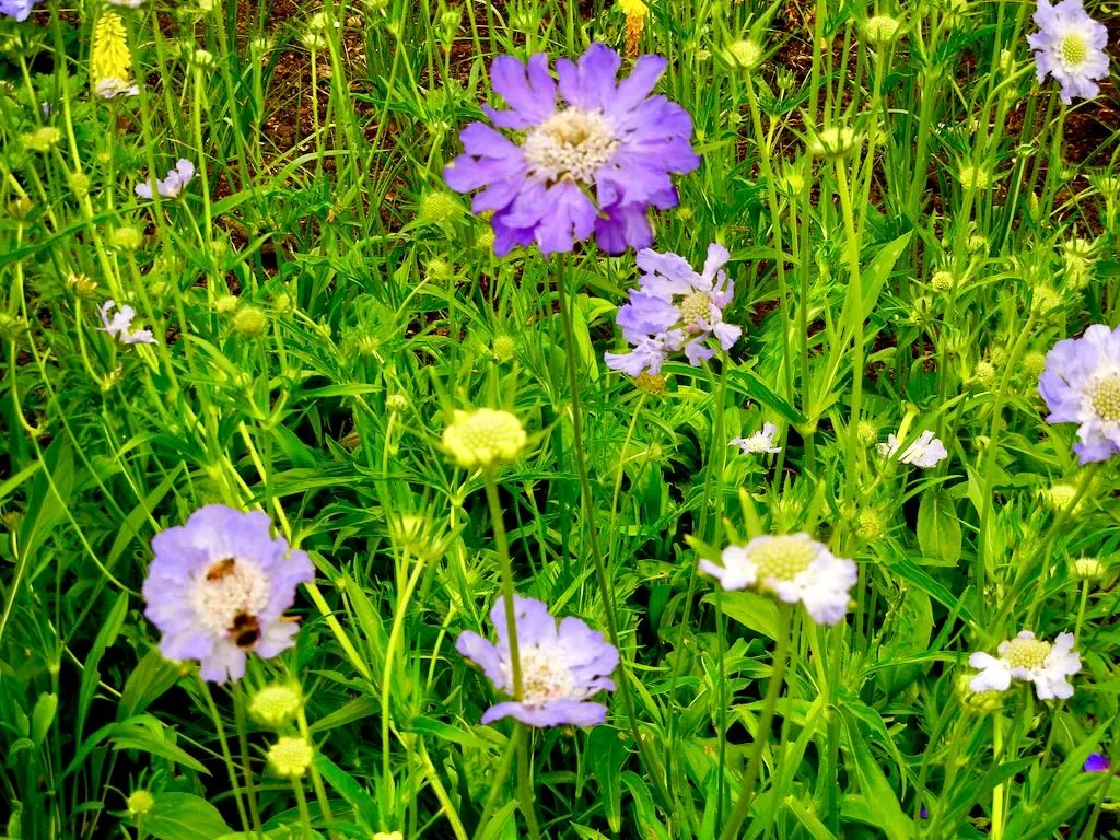 Scabiosa caucasica-1 - Online Flower Garden Caprifoliaceae Scabiosa caucasica