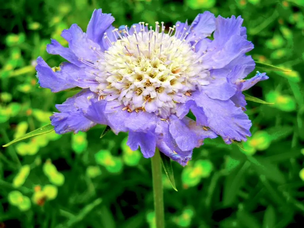 Scabiosa caucasica - Online Flower Garden Scabiosa caucasica