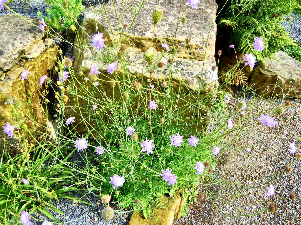 Scabiosa columbaria-1 - Online Flower Garden Scabiosa columbaria