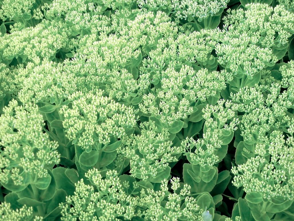 Sedum spectabile Stardust-1 - Online Flower Garden Sedum spectabile'Stardust'
