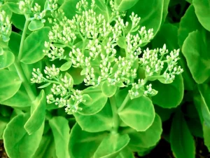 Sedum spectabile 'Stardust'