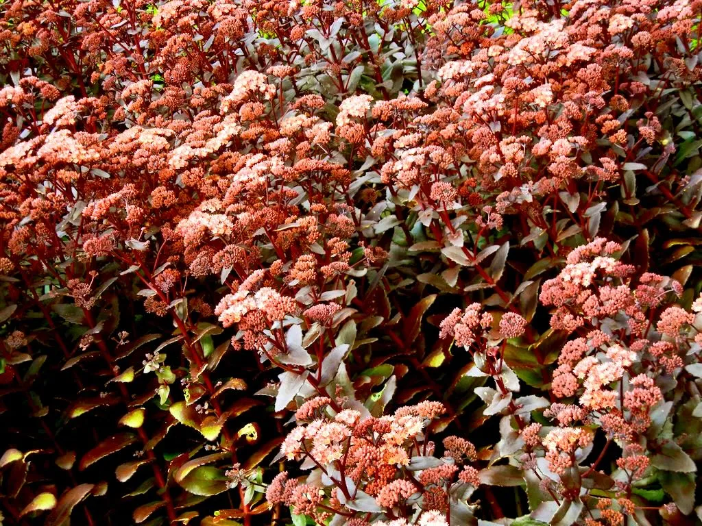 Sedum telephium'Purple Emperor'