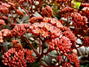 Sedum telephium 'Purple Emperor'