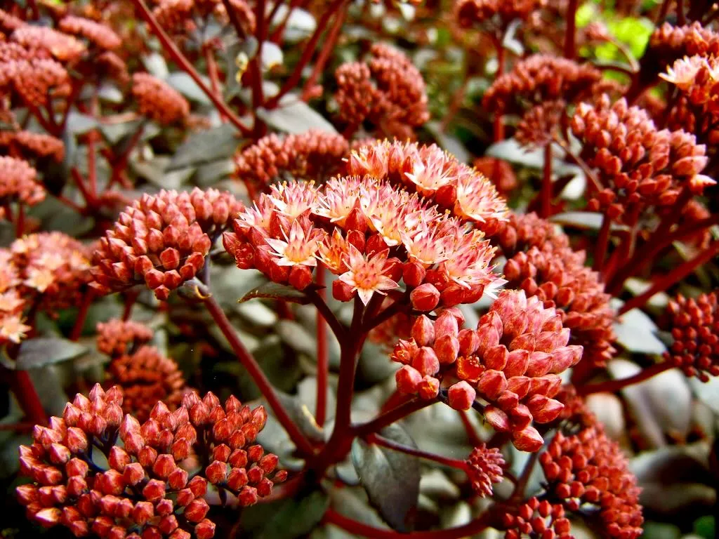 Sedum telephium 'Purple Emperor'