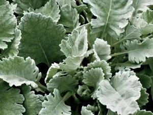 Senecio cineraria 'Cirrus'