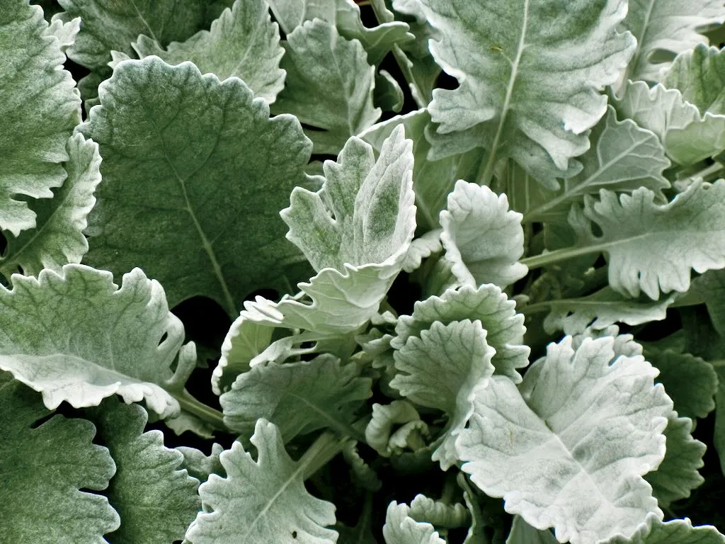 Senecio cineraria Cirrus - Online Flower Garden Senecio cineraria 'Cirrus'