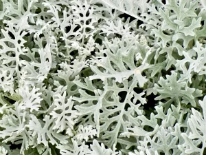 Senecio cineraria 'Silver Dust'