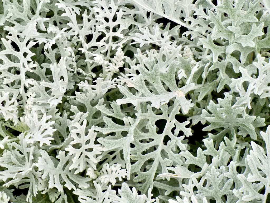 Senecio cineraria 'Silver Dust'