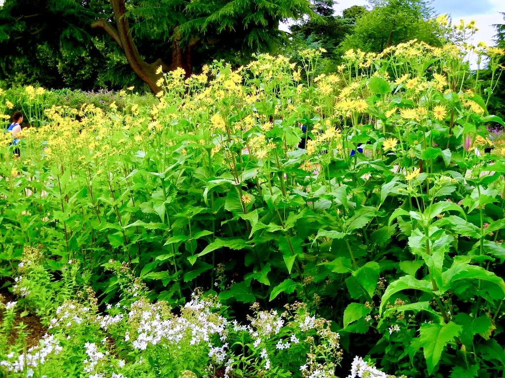 Silphium perfoliatum-1 - Online Flower Garden Silphium perfoliatum