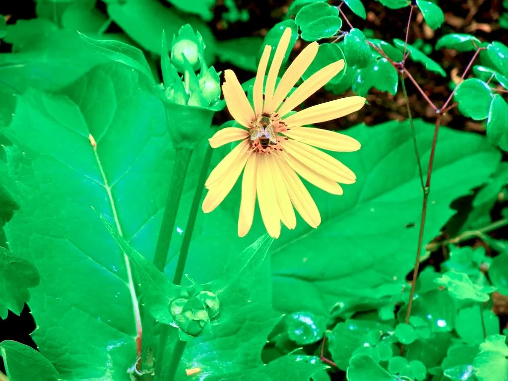 Silphium perfoliatum - Online Flower Garden Silphium perfoliatum