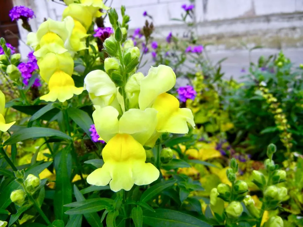 Yellow Snapdragons at St Lawrence Jewry Garden