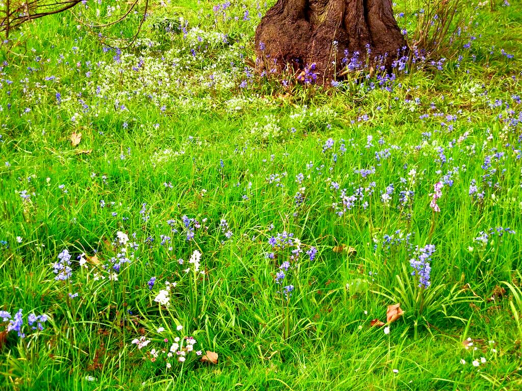 Beautiful spring bulbs bloom in Hyde Park, London UK