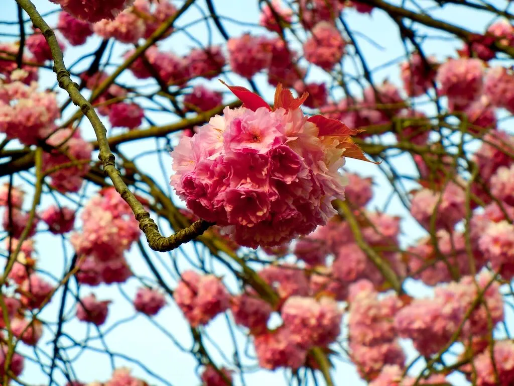 Springtime Hyde Park, Prunus Serrulata