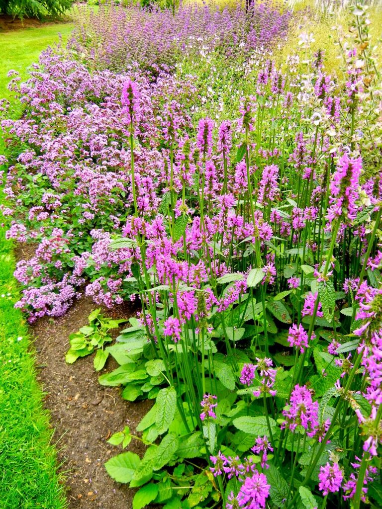 Stachys officinalis'Hummelo'
