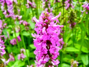 Stachys officinalis 'Hummelo'