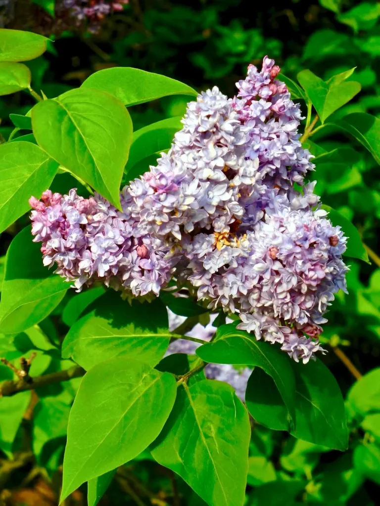 Syringa in Springtime at Hyde Park, London UK