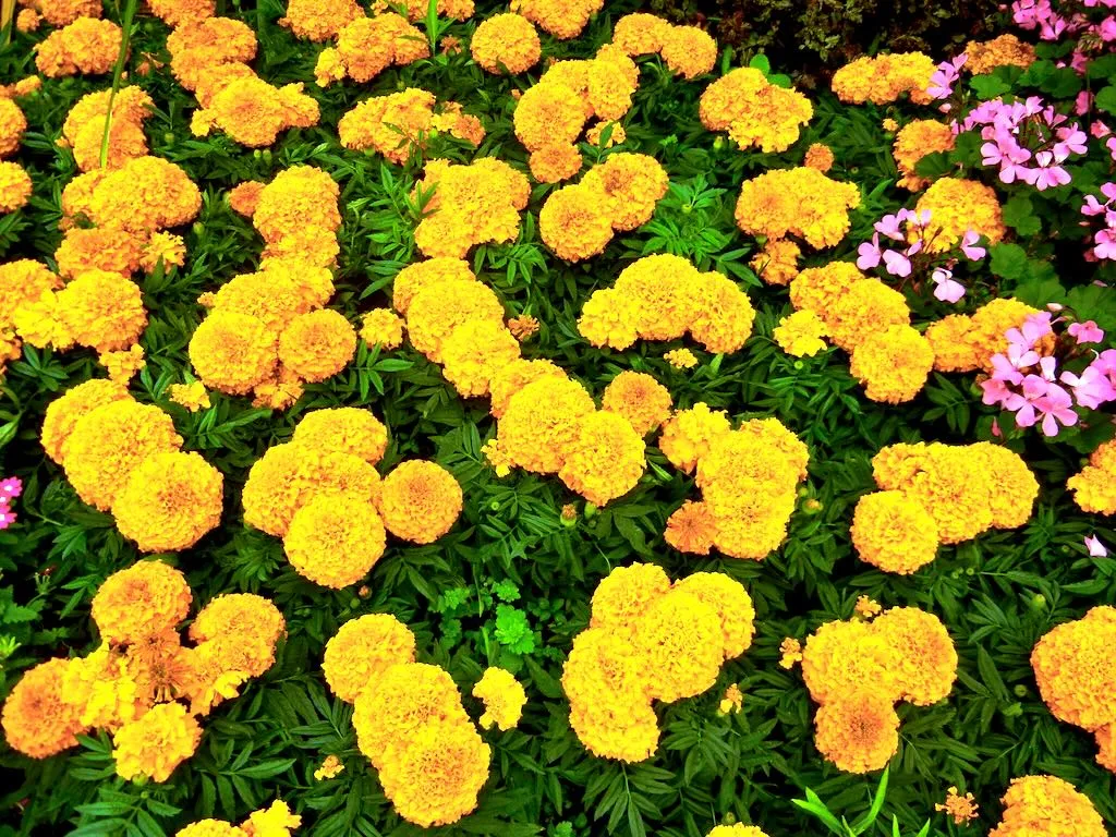 Tagetes Erecta Moonsong-1 - Online Flower Garden Tagetes Erecta'Moonsong'