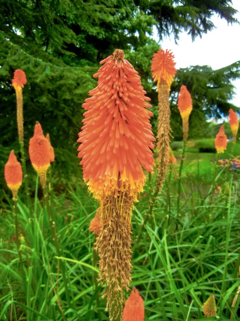 Tritoma, Kniphofia