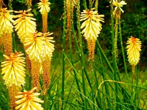 Tritoma, Kniphofia 'Lemon Popsicle'