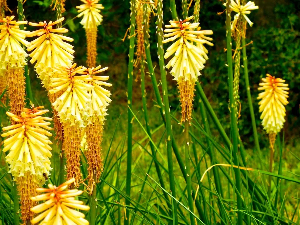 Tritoma, Kniphofia 'Lemon Popsicle'