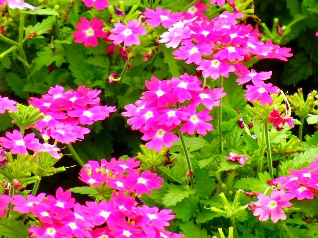 Verbena Lanai Upright Rose with Eye - Online Flower Garden Verbena Lanai 'Upright Rose with Eye'