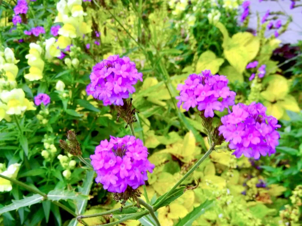 Verbena at St Lawrence Jewry