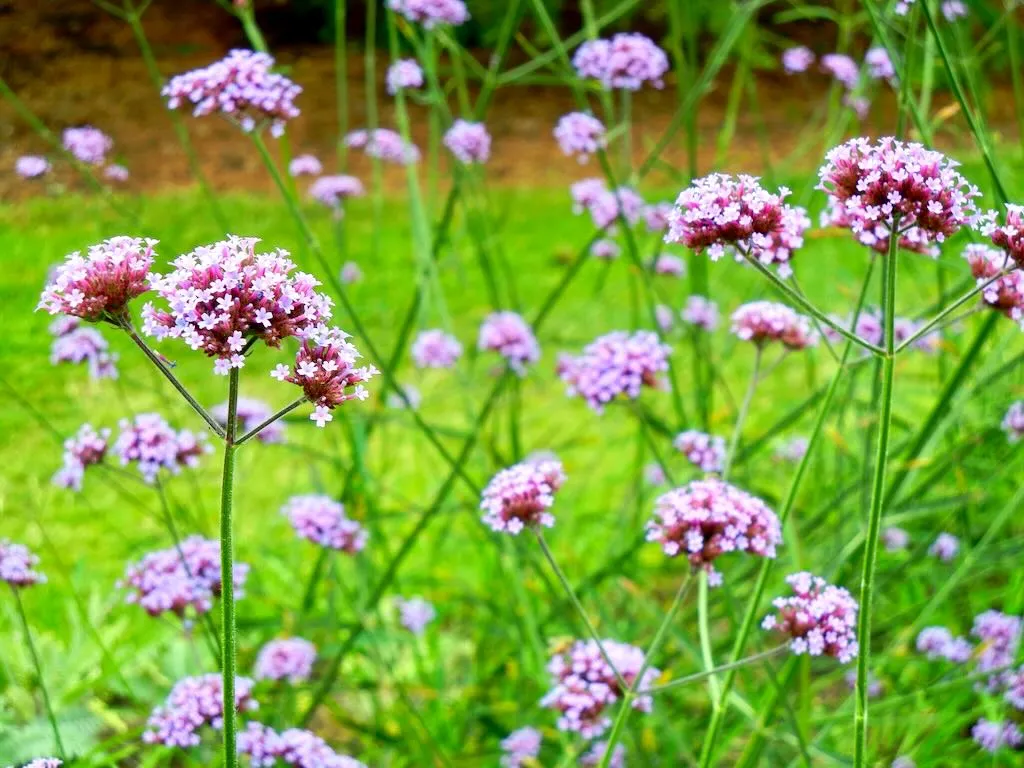 Verbena bonariensis-1 - Online Flower Garden Verbena bonariensis