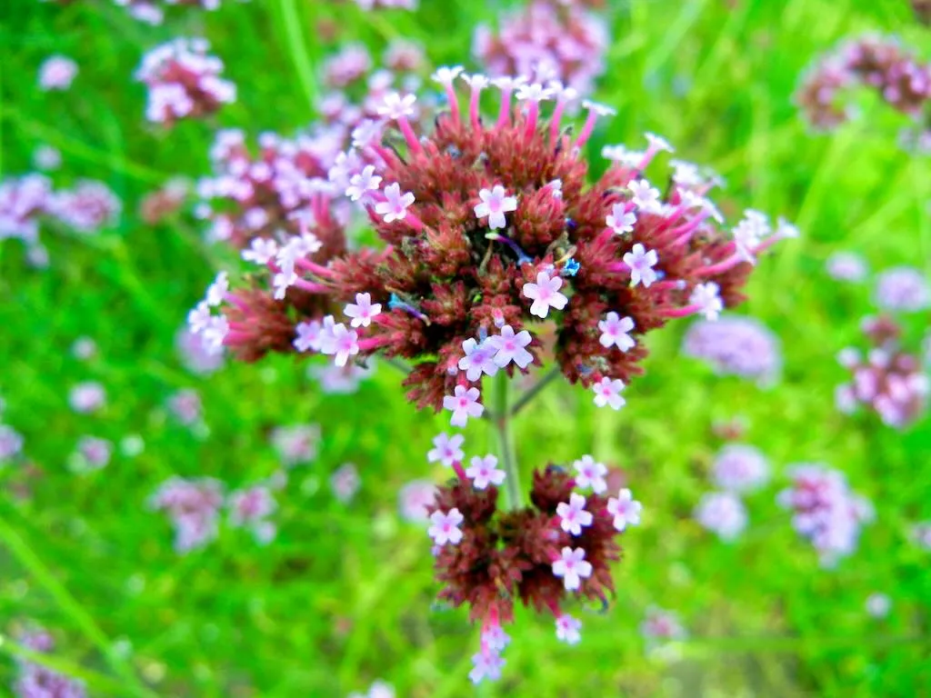 Verbena bonariensis - Online Flower Garden Verbena bonariensis