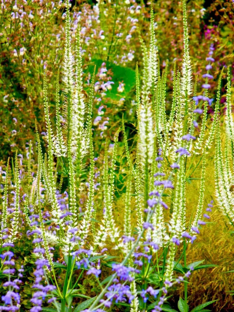 Veronicastrum virginicum'Album'