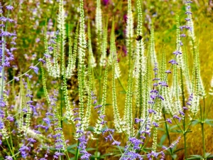 Veronicastrum virginicum 'Album'